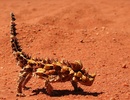 Thornydevil02